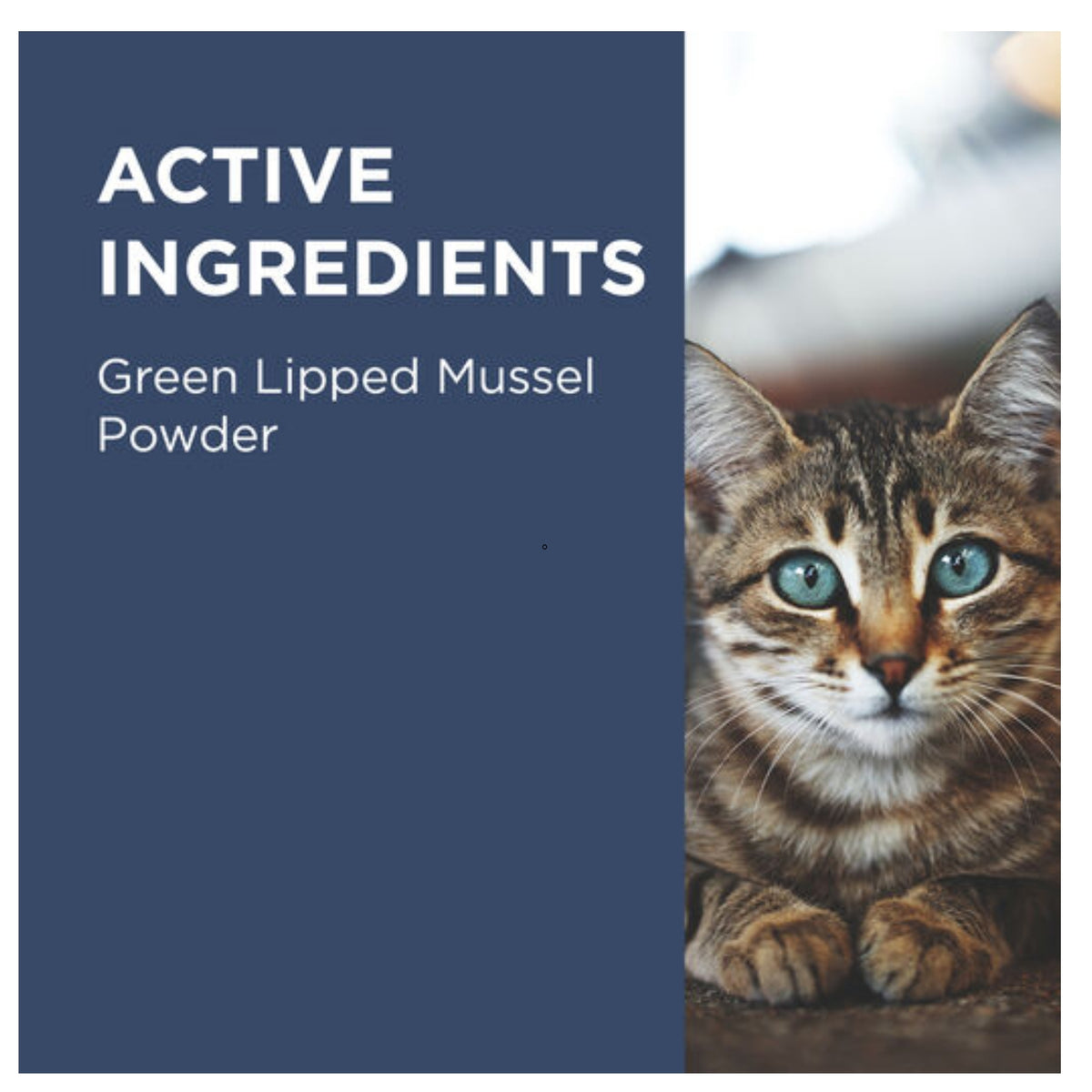 PAW OsteoSupport Joint Care Powder for Cats 60's