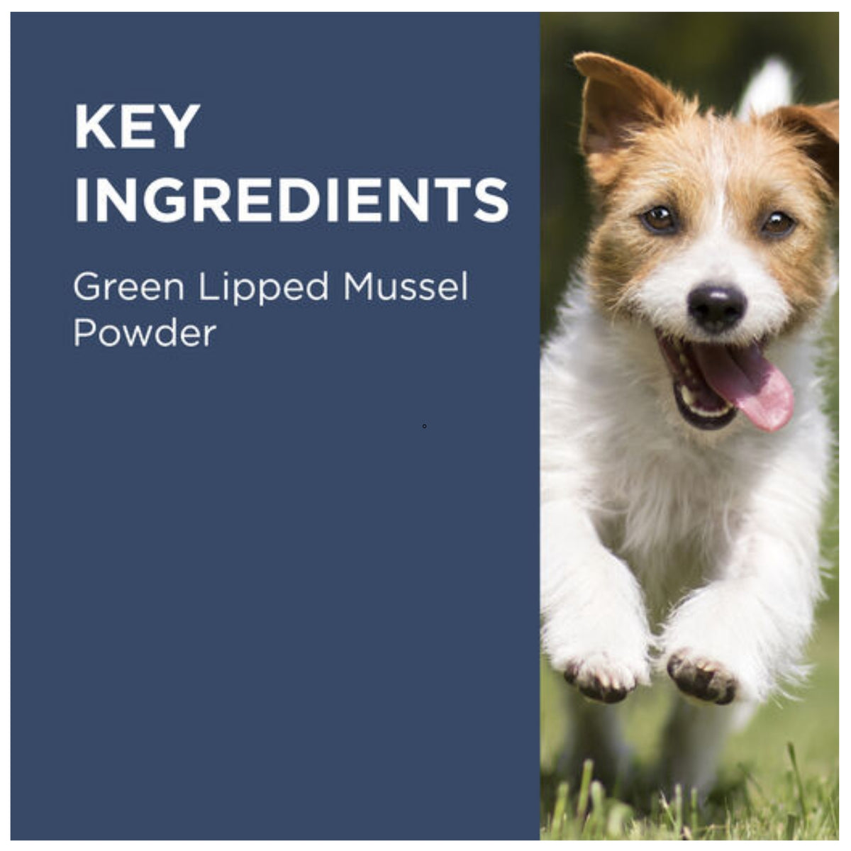 PAW OsteoSupport Joint Care Powder for Dogs