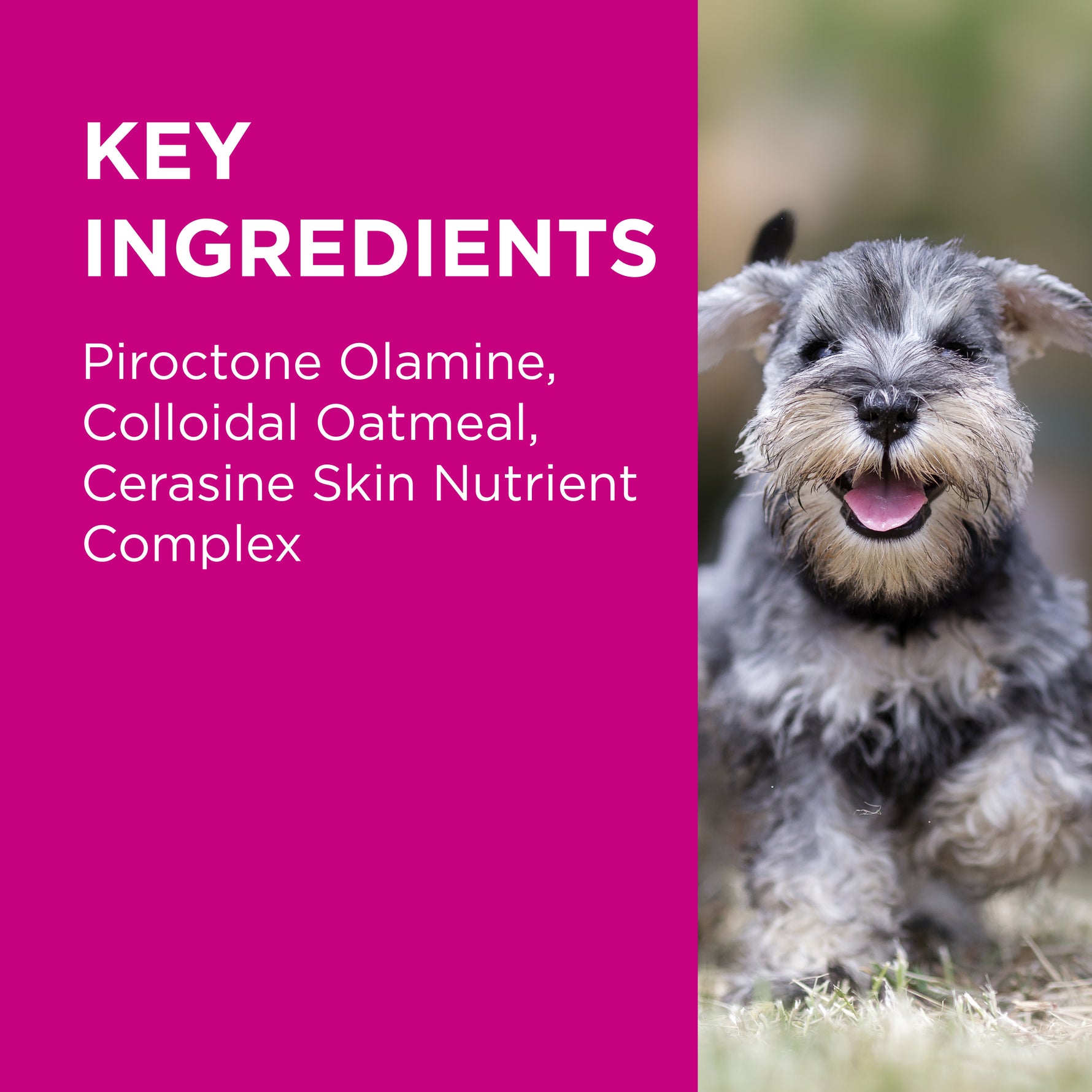 PAW MediDerm/NutriDerm Infected Skin Shampoo & Conditioner Duo Pack