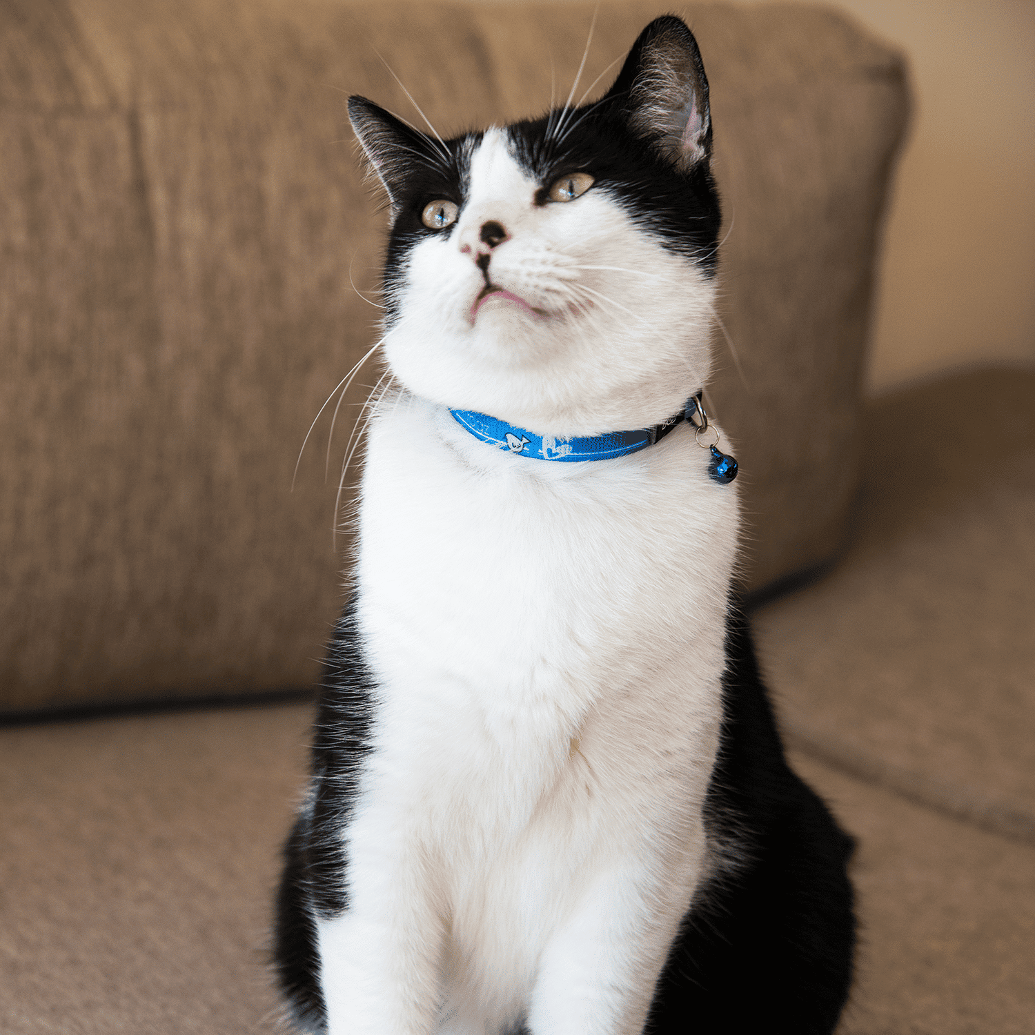 Rogz Kiddy Cat Safety Release Cat Collar
