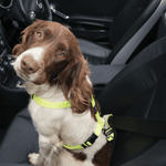 Rogz Utility Car-Safe Safety Belt Clip