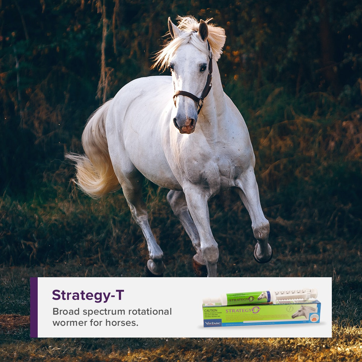 Strategy-T Worm Broad Spectrum Worm Paste for Horses 35mL Single Tube