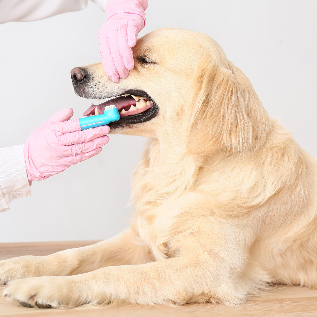 You can brush your dogs teeth 