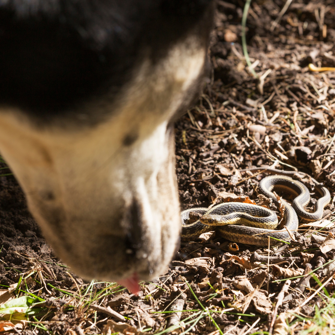 A dog finding a snake