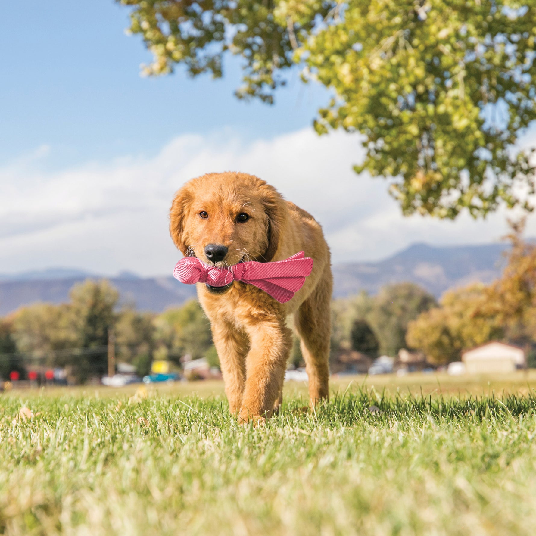 KONG Puppy Wubba