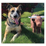Tuffy Bevo the Barnyard Bull