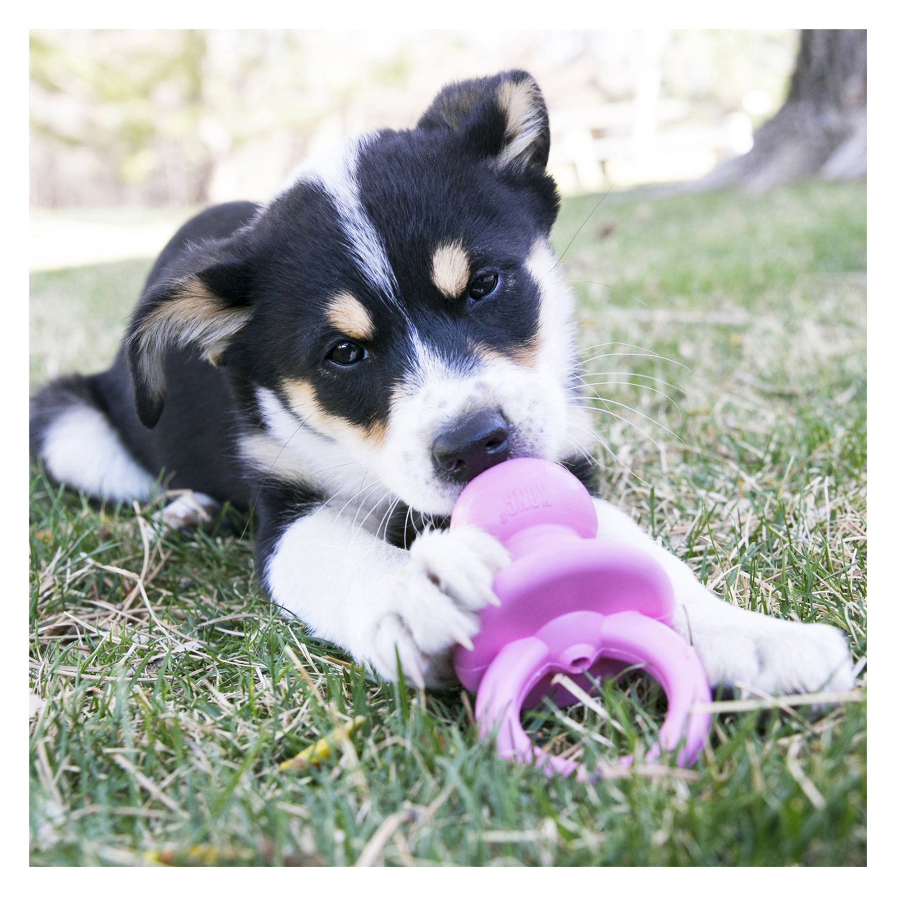 KONG Puppy Binkie