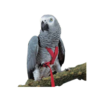 Prestige Pet Bird Harness and Leash