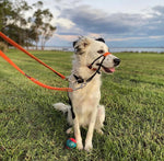 Black Dog Wear Double Ended / Double Snap Lead - Regular