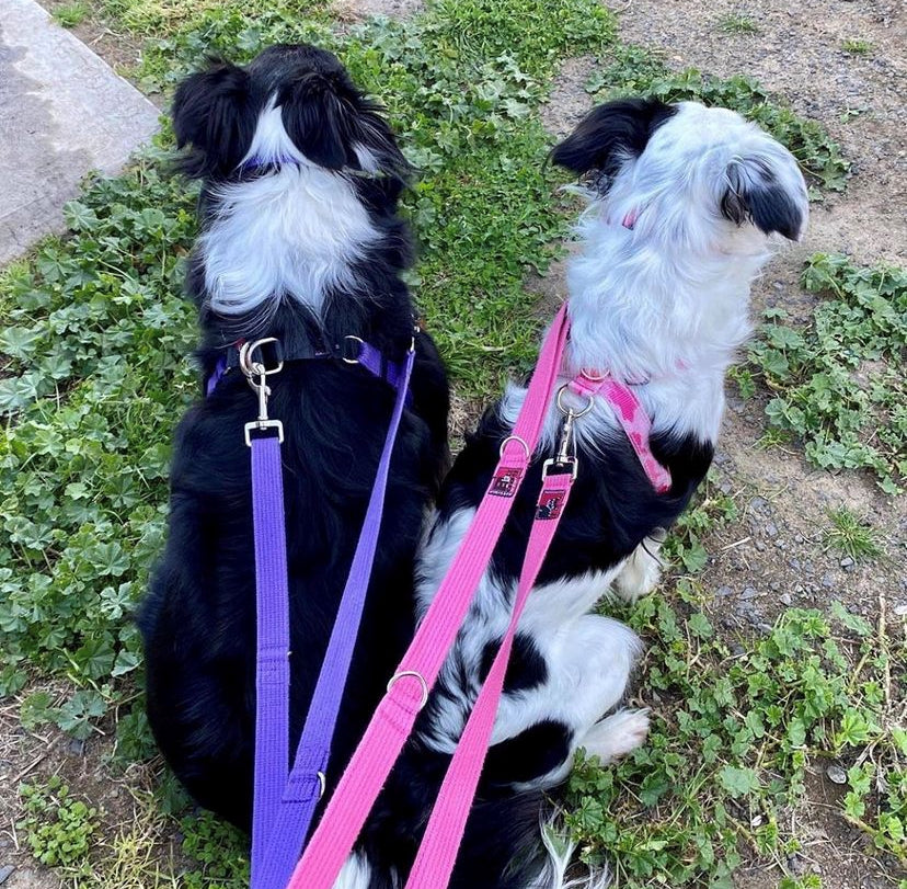 Black Dog Wear Double Ended / Double Snap Lead - Regular