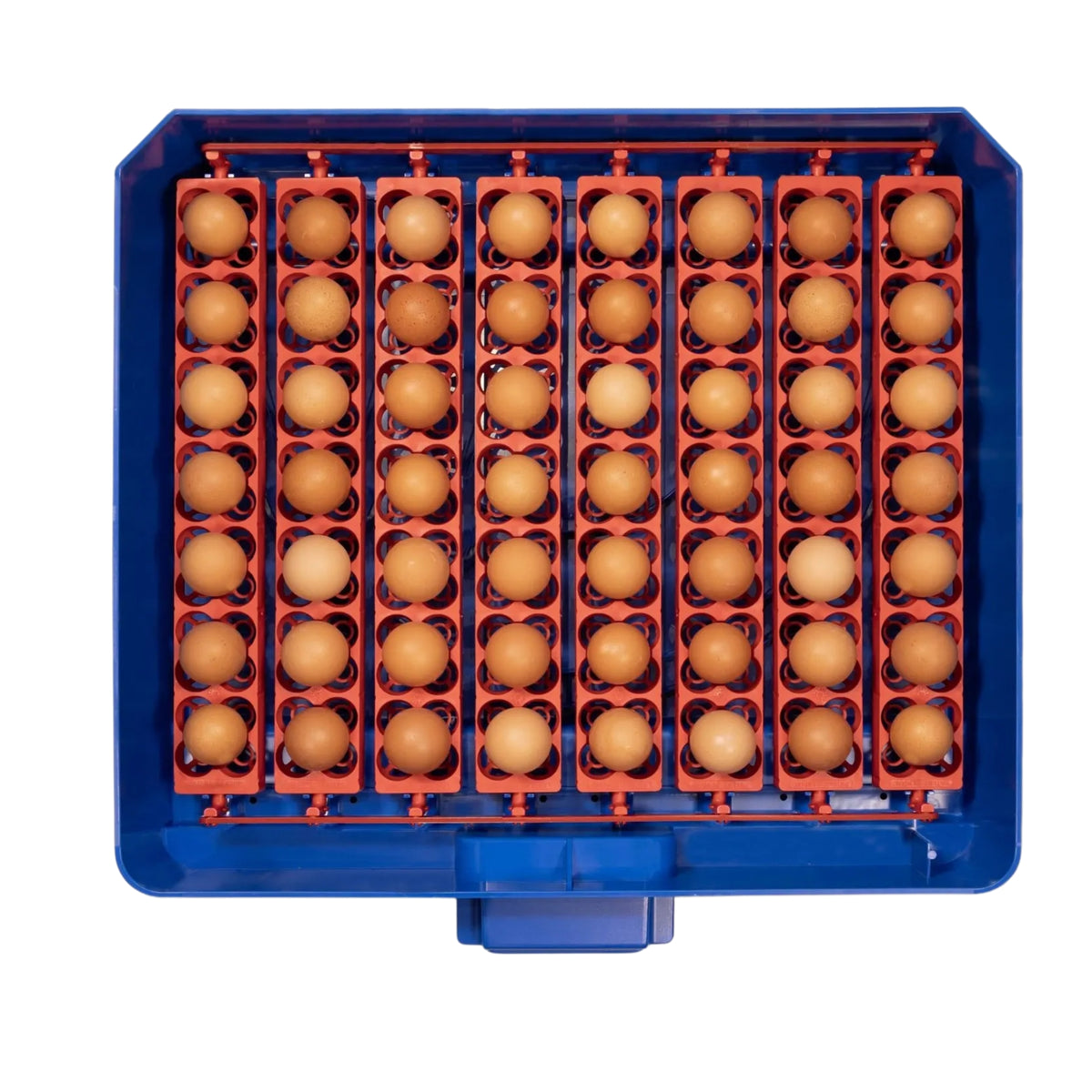 Borotto Lumia 56 Automatic Incubator