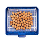 Borotto Lumia 56 Automatic Incubator