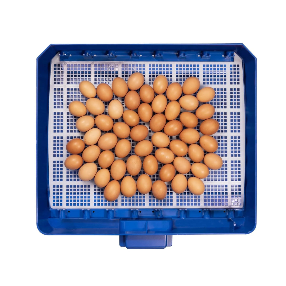 Borotto Lumia 56 Automatic Incubator