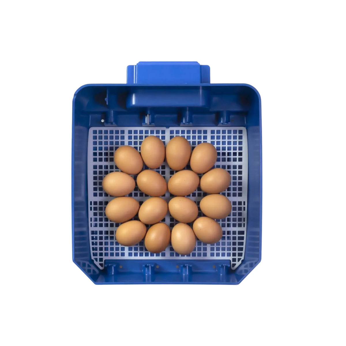 Borotto Lumia 16 Incubator