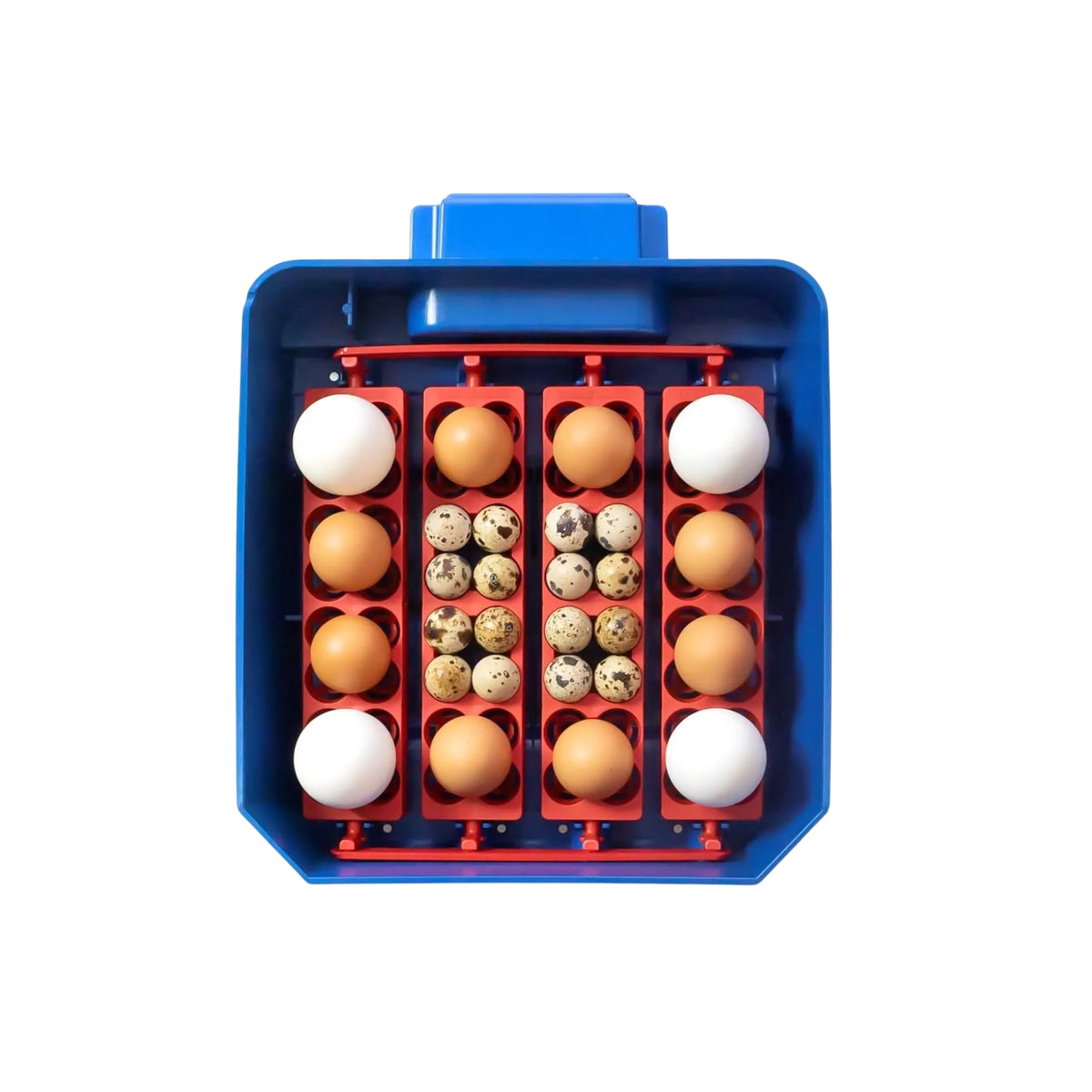 Borotto Lumia 16 Incubator