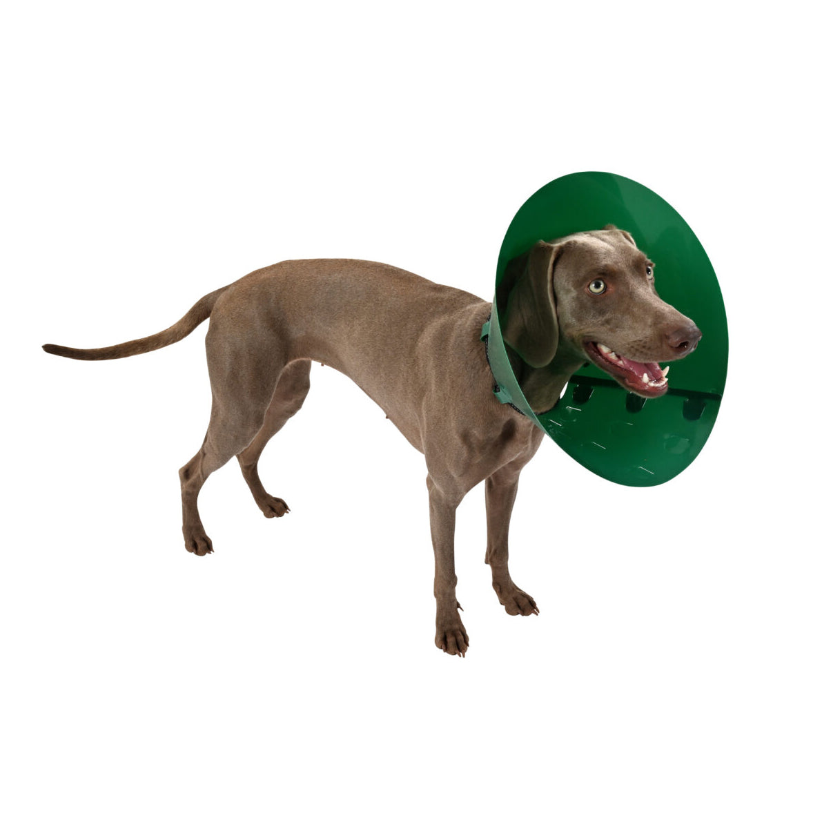Elizabethan Collars and Pet Cones