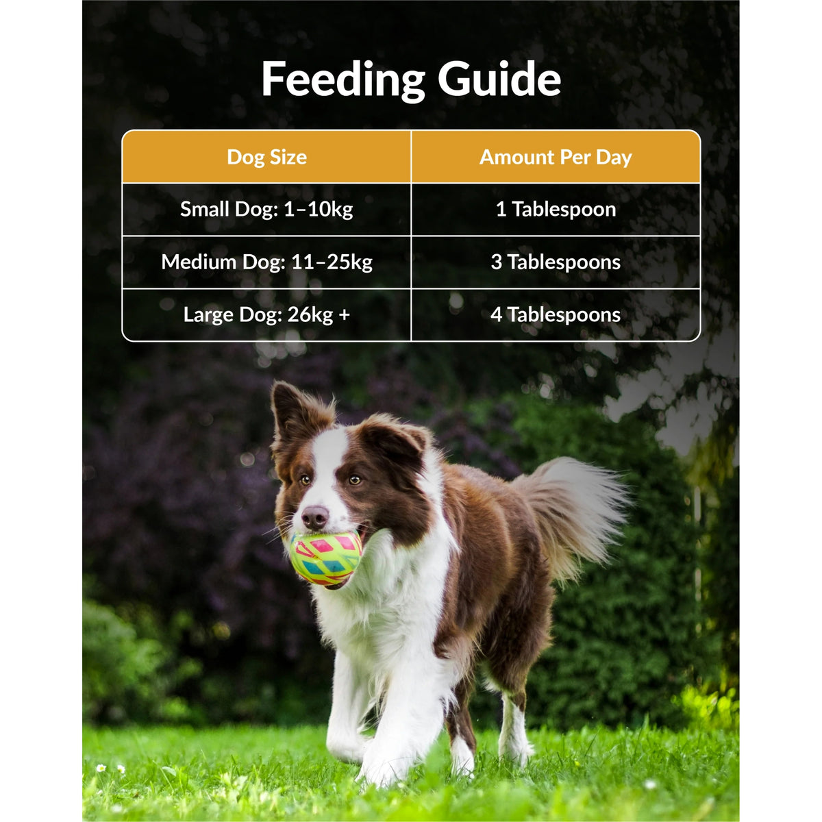 Carnivore Pet Kitchen Brain Meal Topper 230mL