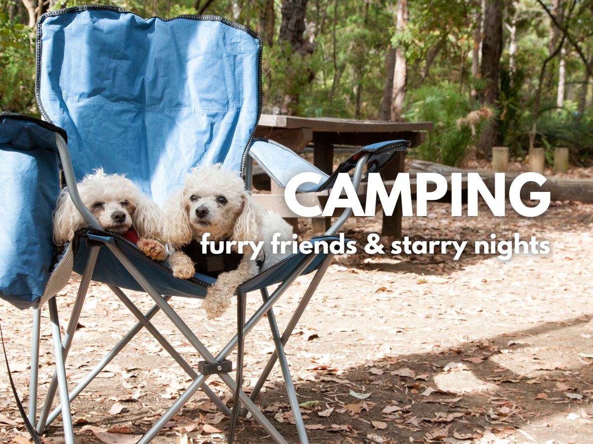 Camping with your dog 