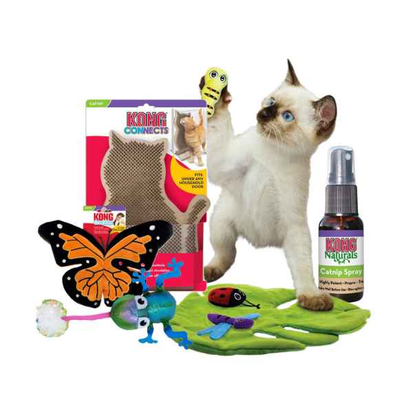 Cat Toys & Enrichment