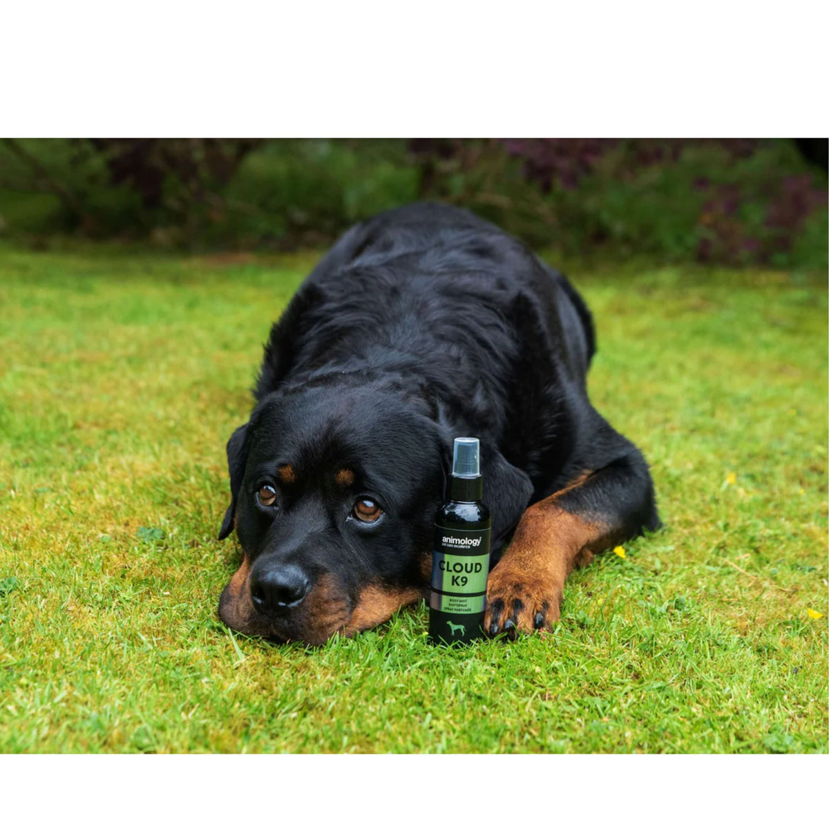 Animology Cloud K9 Body Mist 150mL