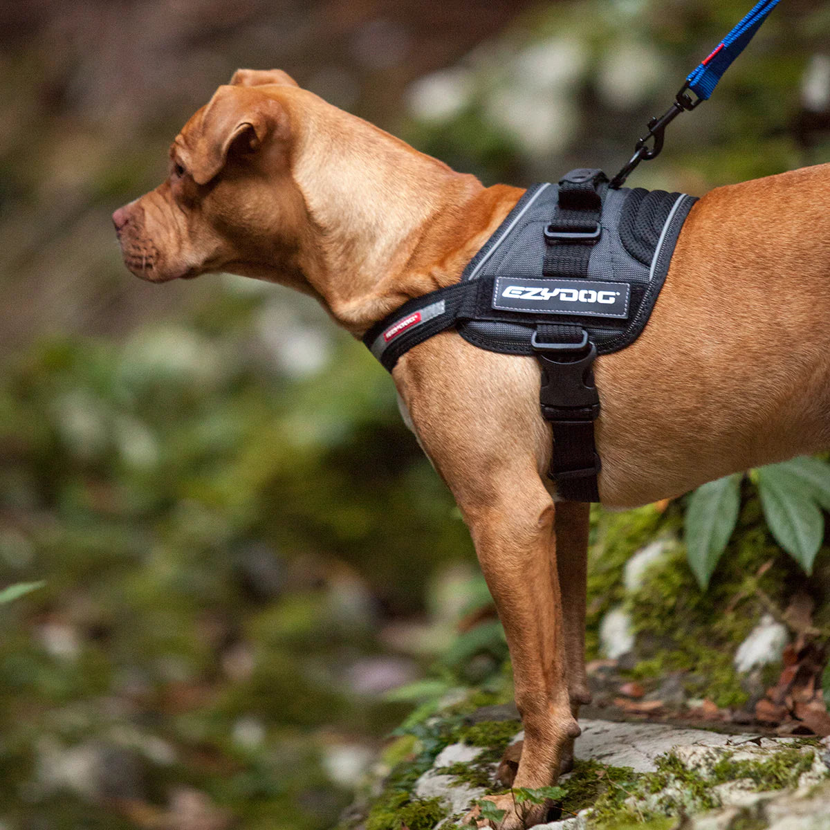 EzyDog Convert Harness