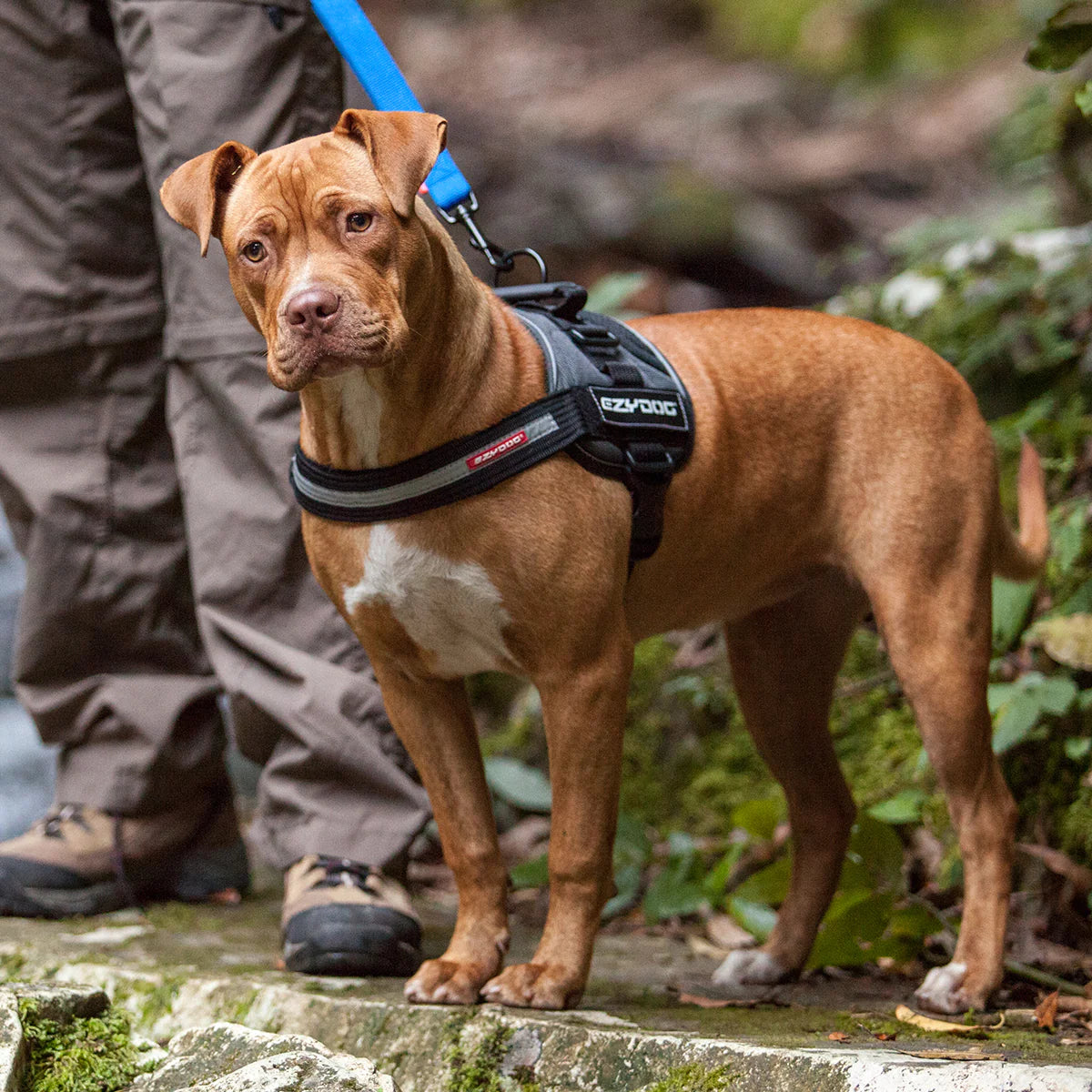 EzyDog Convert Harness