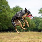 EzyDog Cross Check Harness