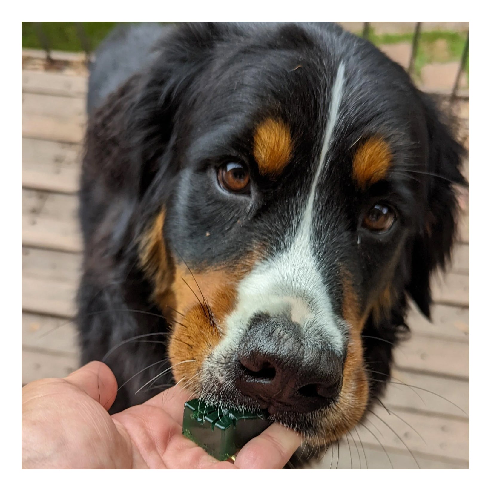 Lulu's Kitchen Doggy Superfood Jelly - Spinach & Green Spirulina  100g