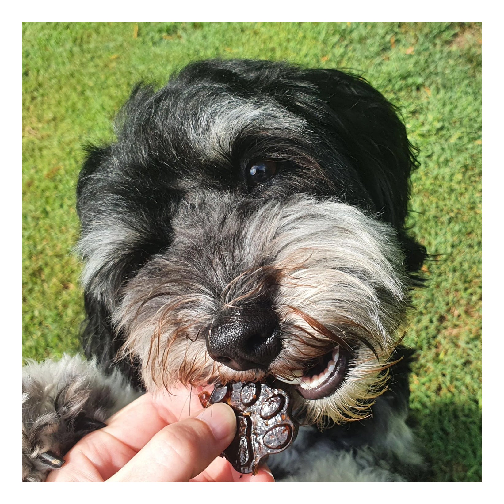 Lulu's Kitchen Doggy Superfood Jelly - Strawberry 100g