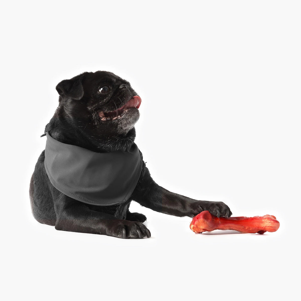 EzyDog EzyBone Chew Toy