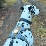 EzyDog Go-2 Dog Light