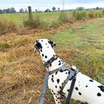 EzyDog Go-2 Dog Light