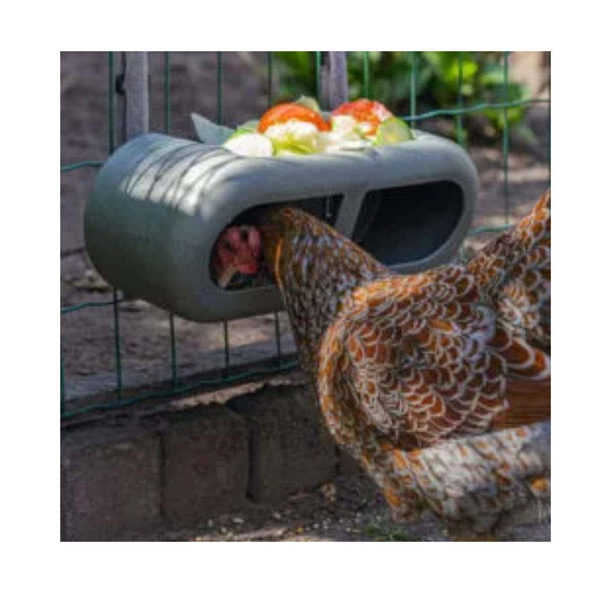 Bainbridge Chicken Playground – 100% Recycled Feeder with Attachments
