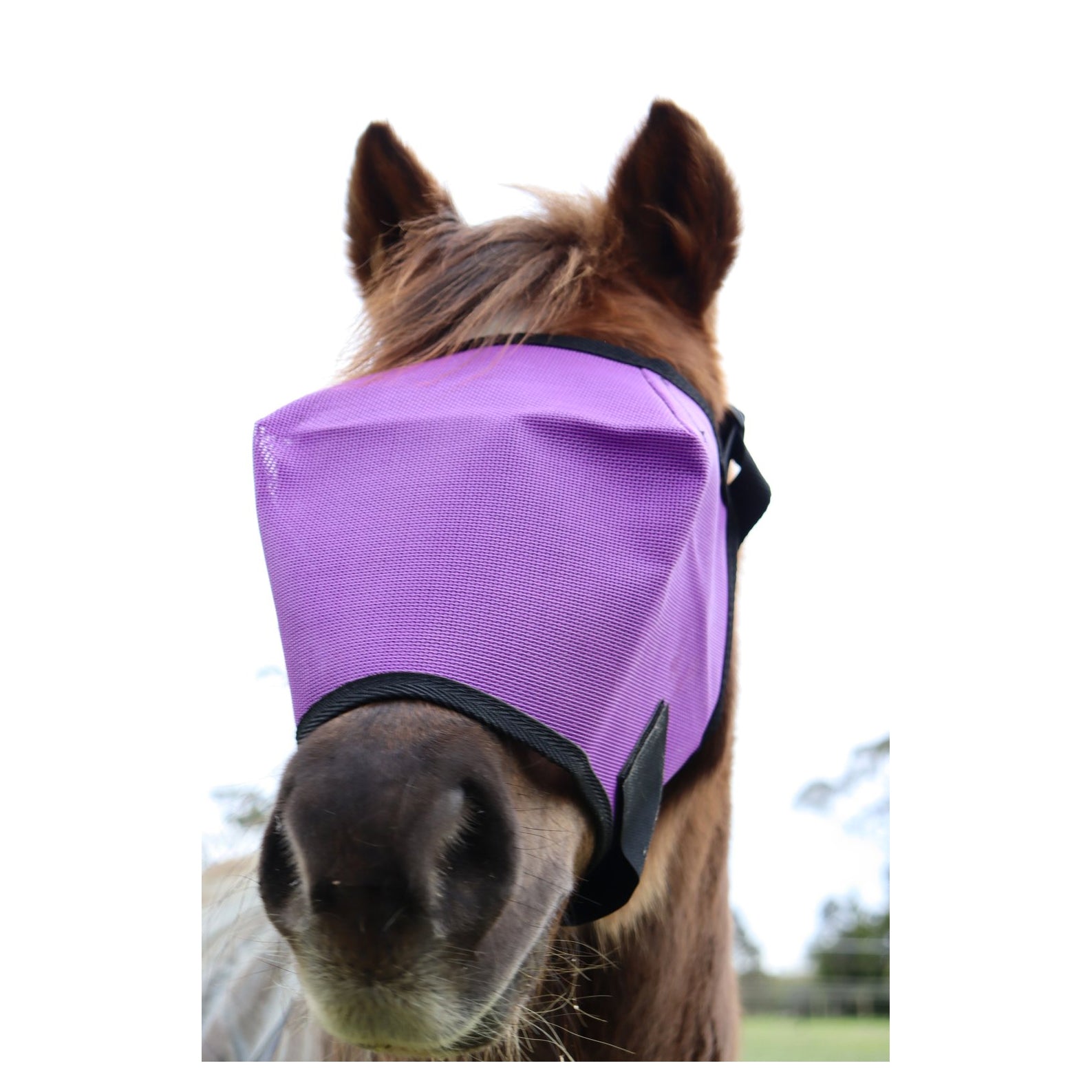 Horse Flyveils