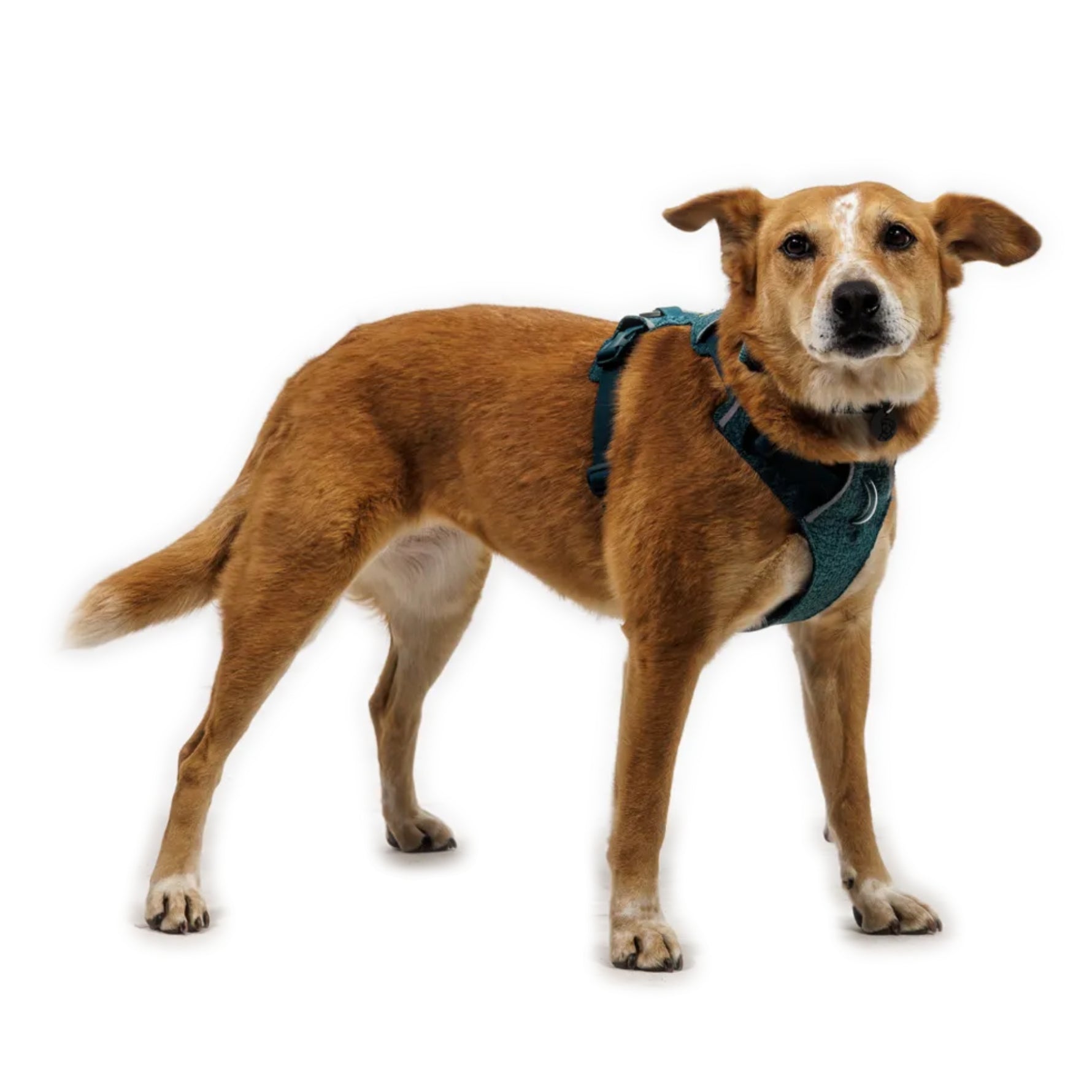 Ruffwear Front Range Flex Harness