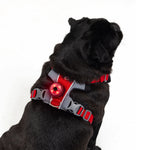 EzyDog Go-2 Dog Light