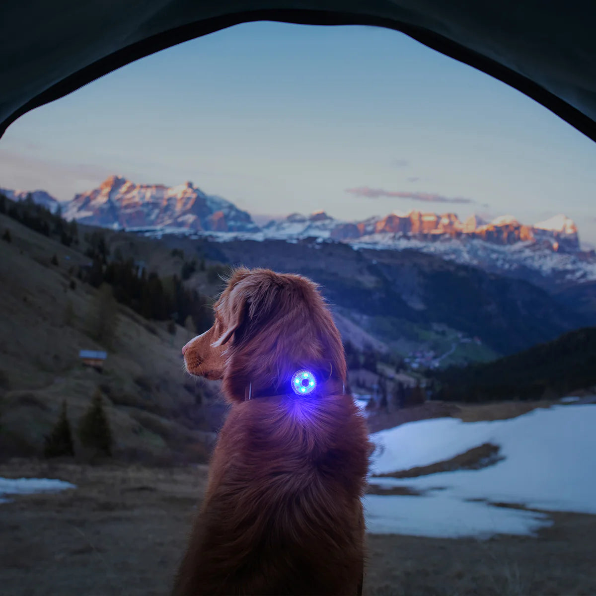 EzyDog Go-2 Dog Light