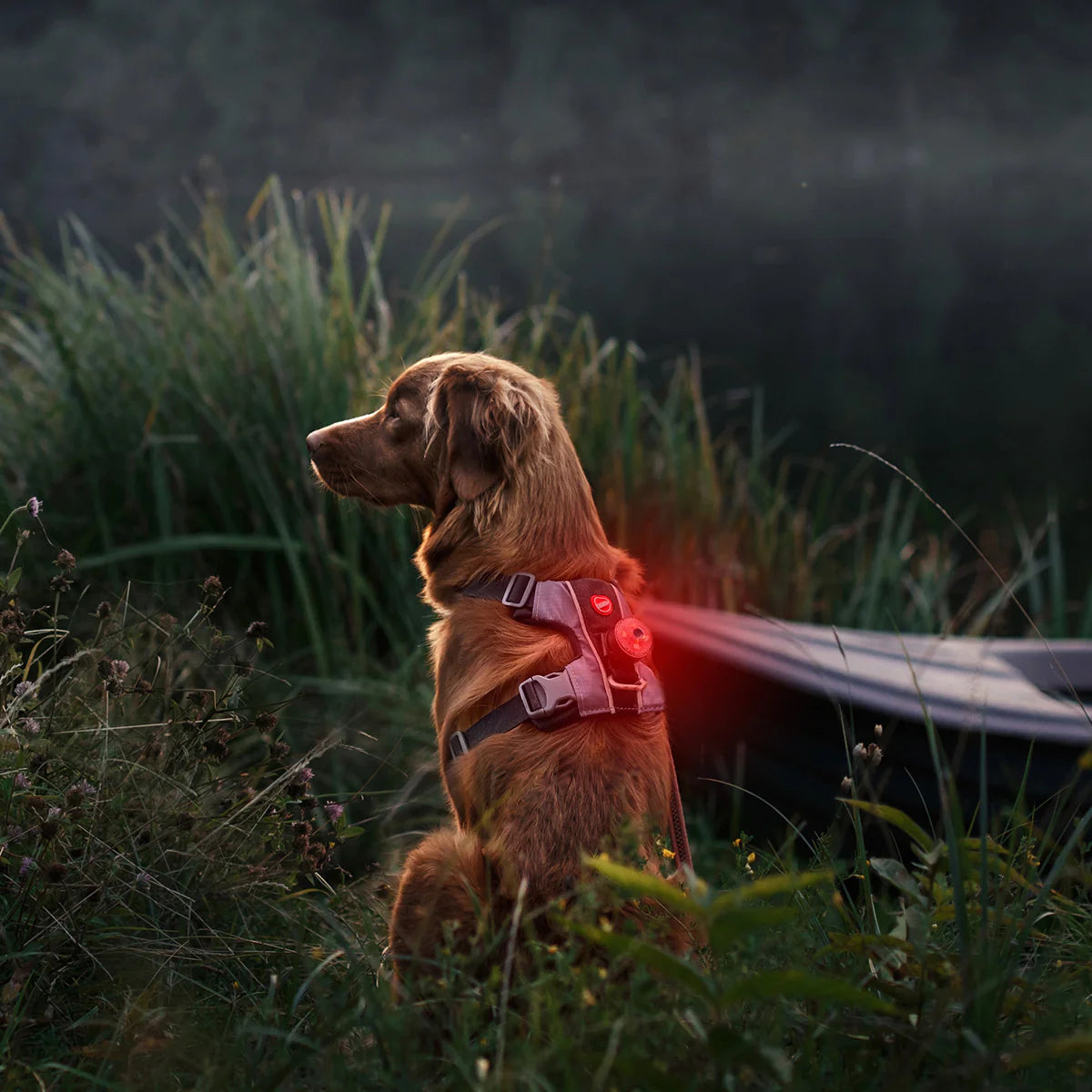 EzyDog Go-2 Dog Light