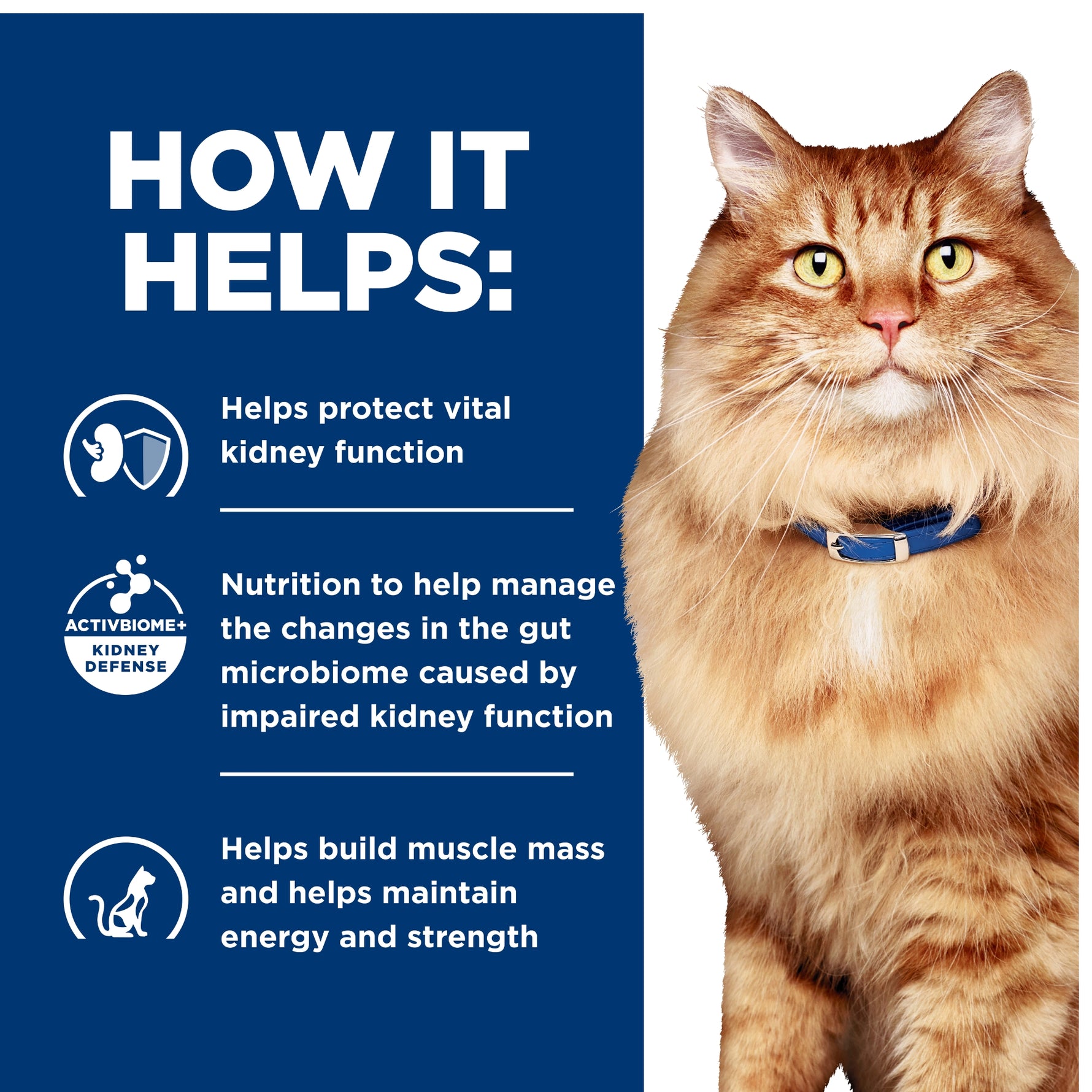Hill's Prescription Diet Feline k/d Kidney + j/d Mobility Care 2.88kg