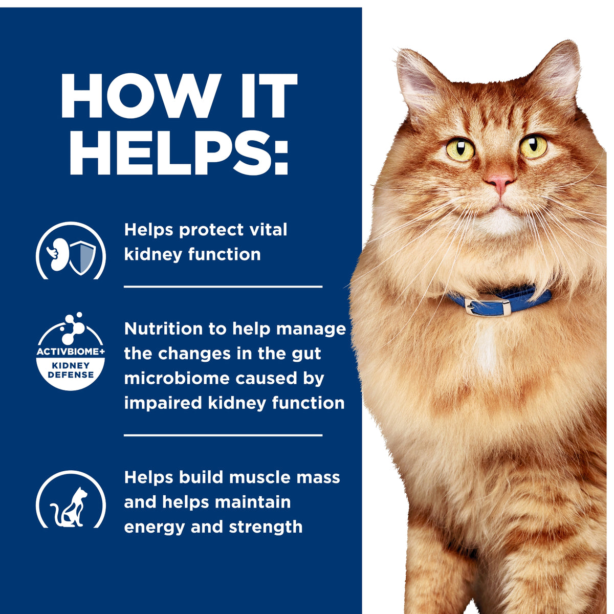 Hill's Prescription Diet Feline k/d Kidney + j/d Mobility Care 2.88kg