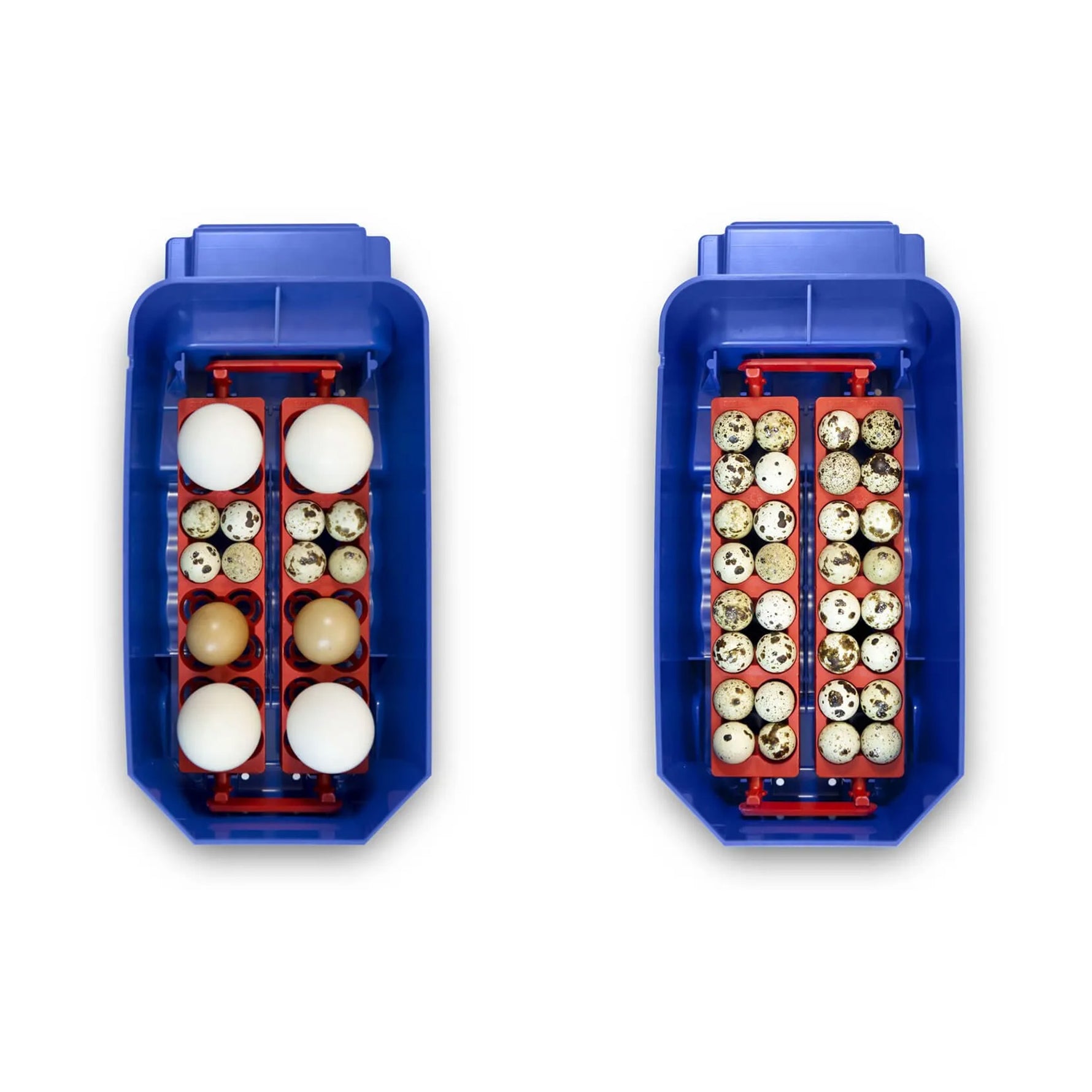 Borotto Lumia 8 Automatic Incubator
