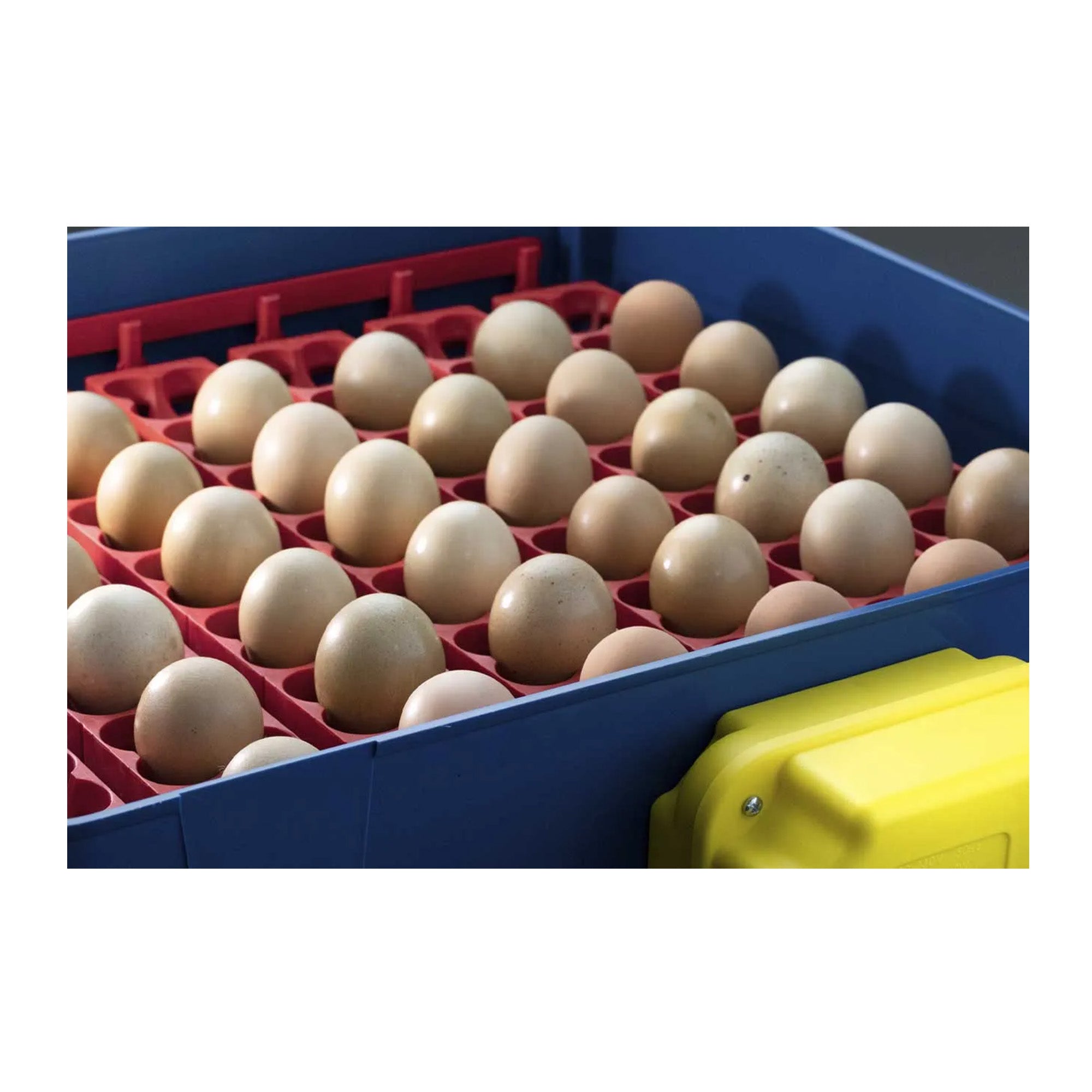 What Is Egg Incubator How It Works at Karrie Keane blog What Is Egg Incubator How It Works at Karrie Keane blog