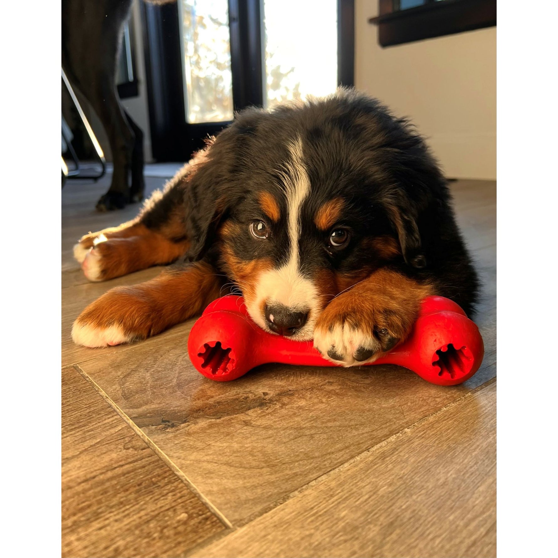 KONG Goodie Bone
