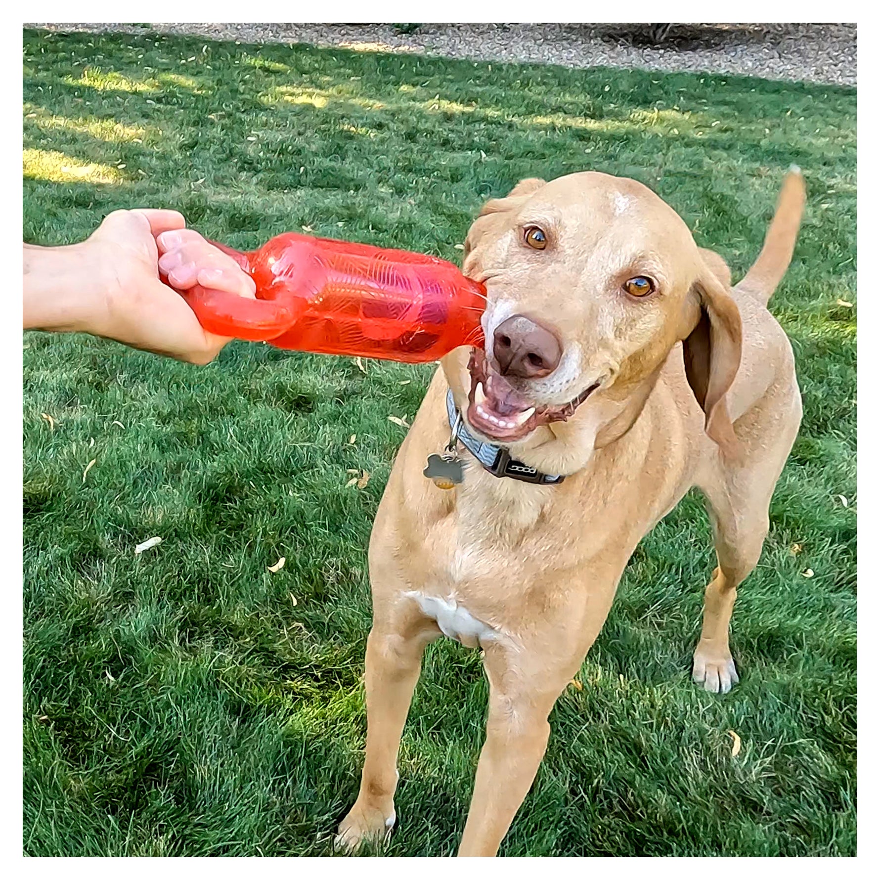 KONG Jumbler Tug