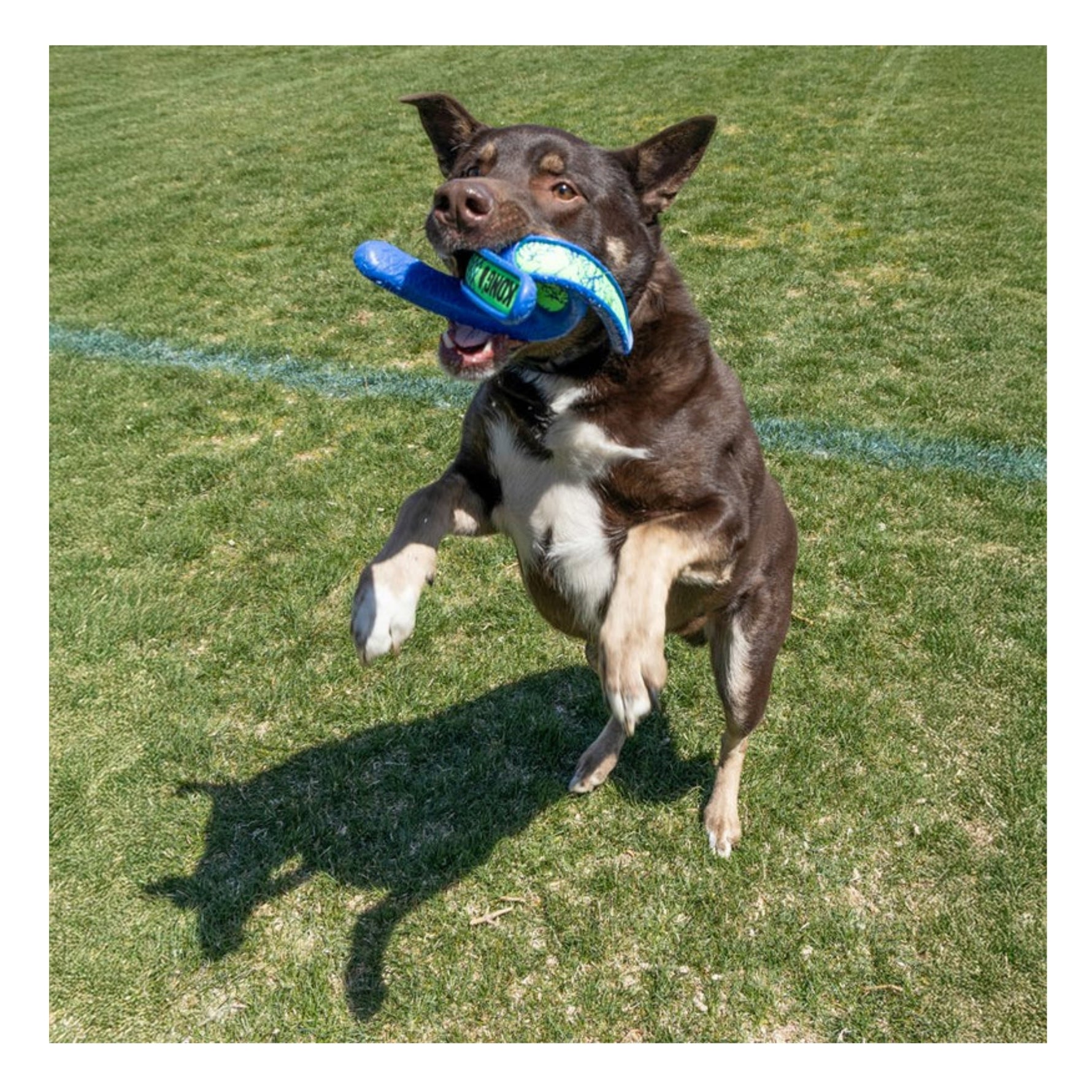 KONG Whirlz Throw - Medium/Large