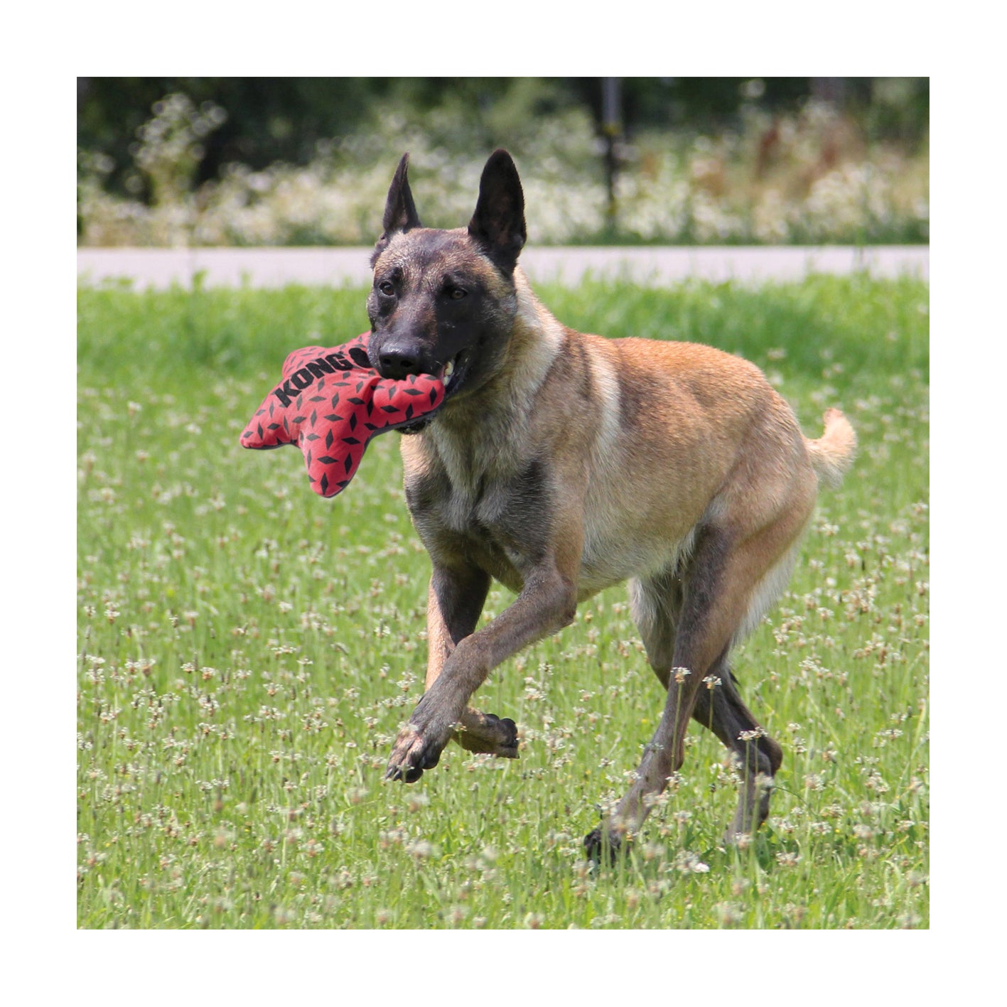 KONG Maxx Star