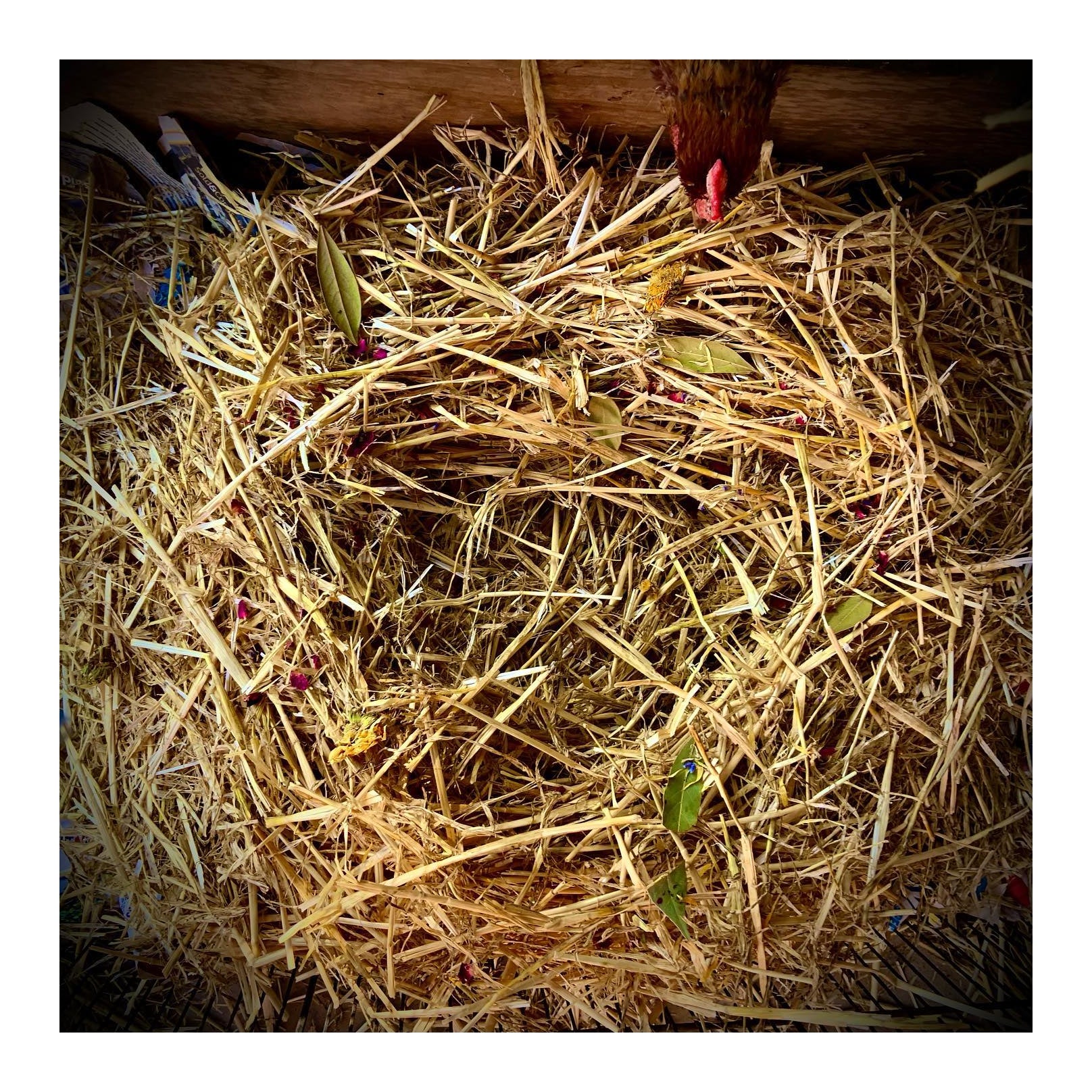 Dine-A-Chook Nesting Herbs for Hens 155g