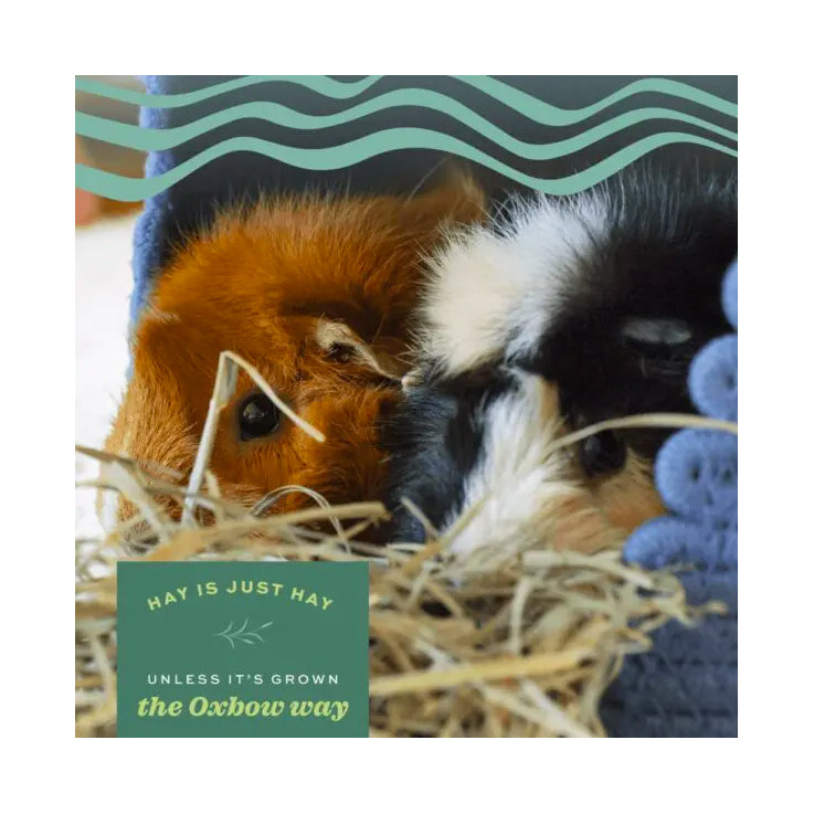 Oxbow Orchard Grass Hay