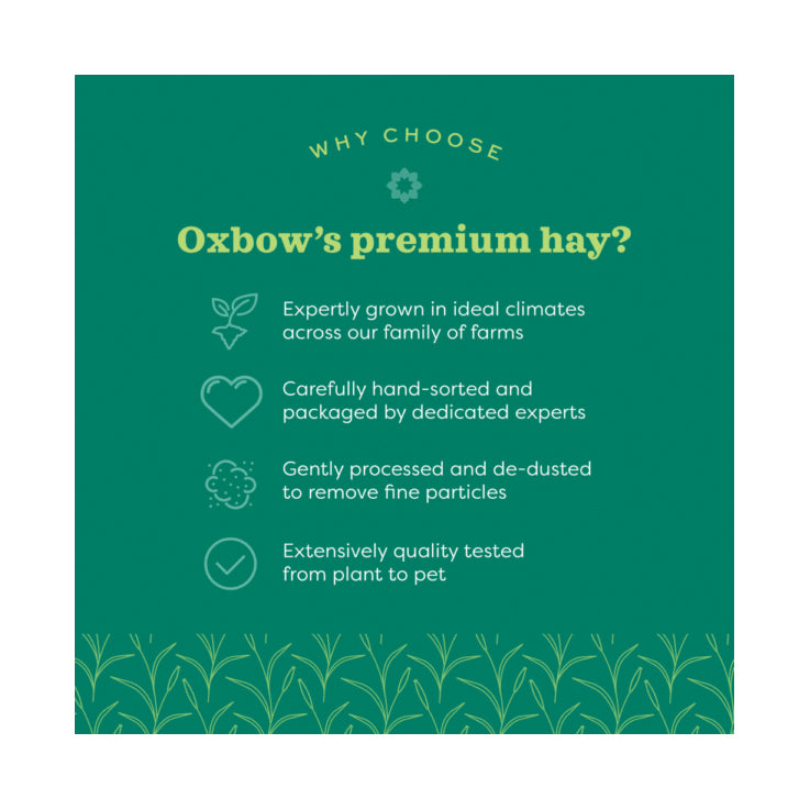Oxbow Orchard Grass Hay