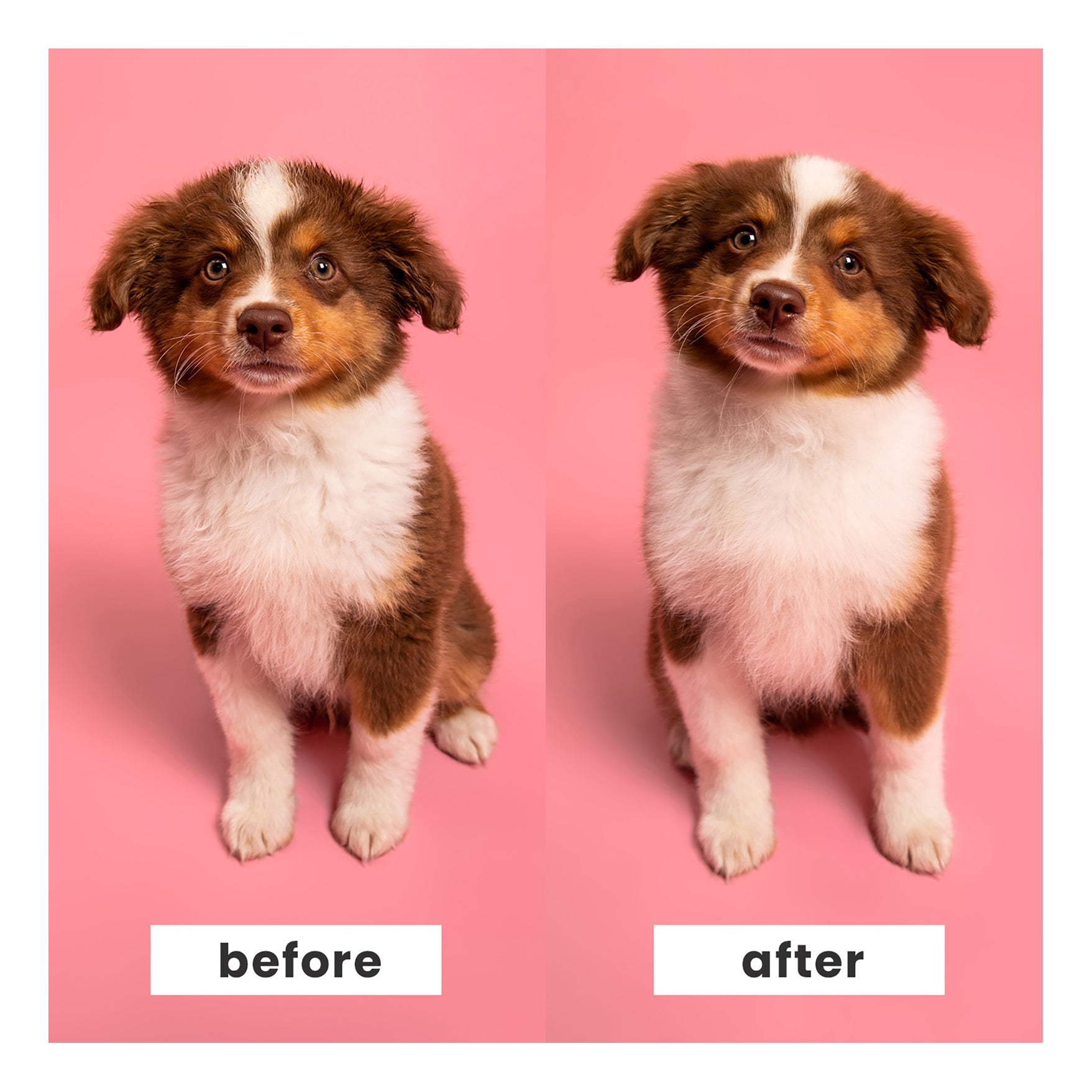 Pet Teezer Puppy Brush